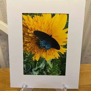 Flower and Butterfly Print